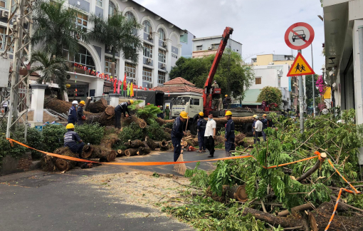 9 xe máy, 6 người bị cây xanh bật gốc đè trong trường học ở quận 1