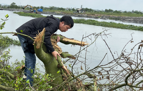 Yêu cầu đơn vị thi công đền bù thiệt hại do đã san ủi 0,72 ha rừng trồng ngập mặn