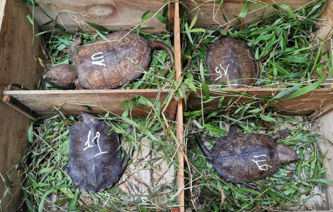 Phát hiện hàng chục con rùa đầu to, tê tê trong nhà dân