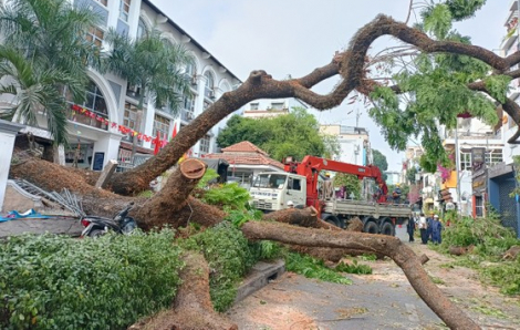 Vụ cây ngã ở trường Trần Văn Ơn: TPHCM rà soát toàn bộ cây xanh