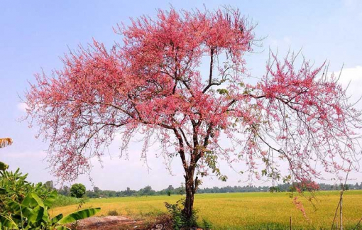 Lạ lùng tên gọi ô môi