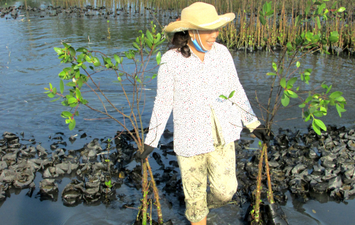 Phụ nữ vùng đầm phá khấm khá nhờ trồng rừng