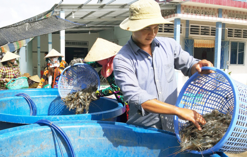 Thu lợi cao nhờ mô hình “con tôm ôm cây lúa”