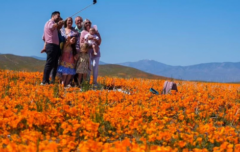 Choáng ngợp trước hiện tượng “siêu nở hoa” hiếm gặp tại California
