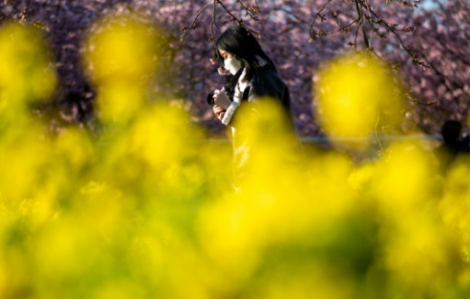 Nhật Bản tuyên chiến với dịch sốt cỏ khô