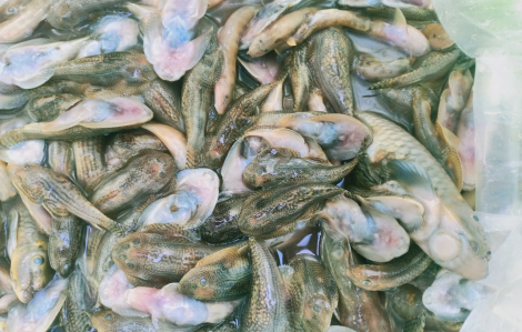 Cá chết hàng loạt trên sông Nước Bươu