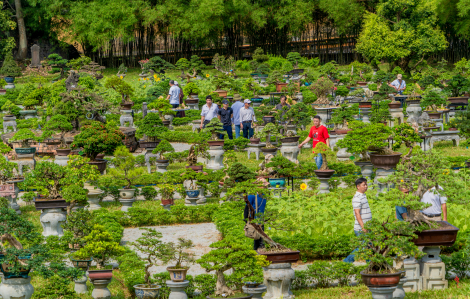 Cây kiểng, phong lan 3 miền thỏa sức khoe dáng ở Huế