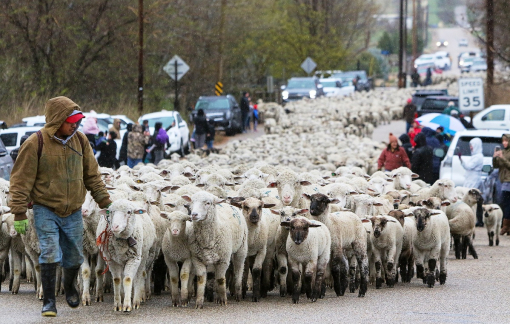 Đàn cừu 2.500 con "diễu hành" trên cao tốc