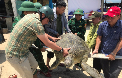 Thừa Thiên - Huế: Cứu hộ thành công rùa biển nặng hơn 100kg