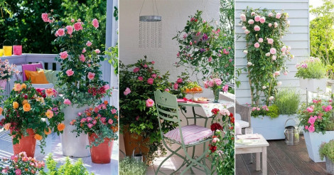 15 loại hoa hồng dễ trồng dễ chăm cho người yêu hoa