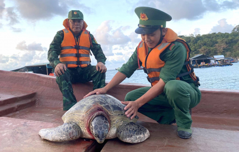 Kiên Giang thả nhiều cá thể rùa biển quý hiếm về đại dương