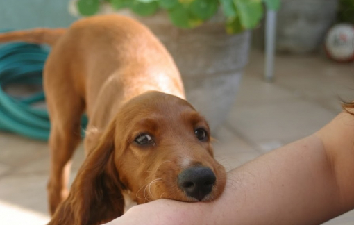 Cụ bà 78 tuổi tử vong nghi do bệnh dại