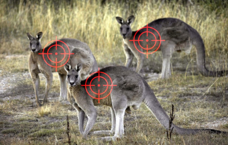 Tăng trưởng quá nhanh, kangaroo tại Úc sẽ bị tiêu diệt