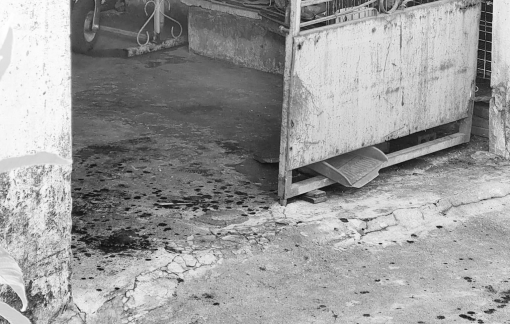 Con trai sát hại mẹ ruột vì không xin được tiền