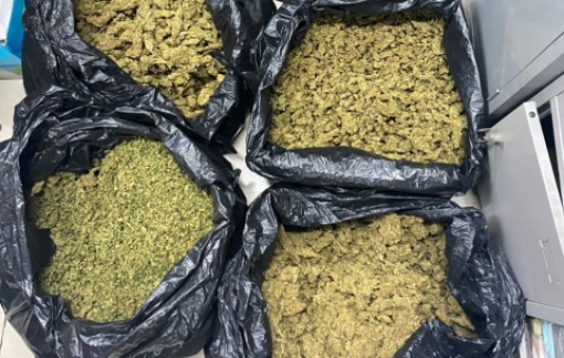 Phá đường dây trồng, tiêu thụ cần sa quy mô lớn