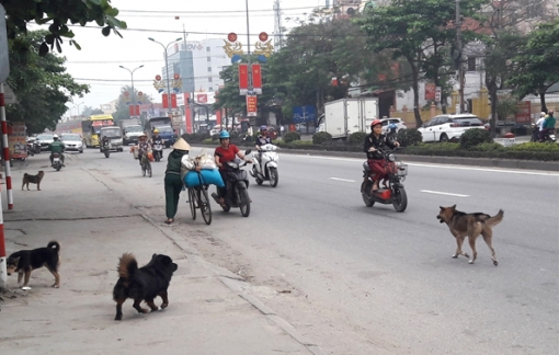 Cấm nuôi chó dữ được không?