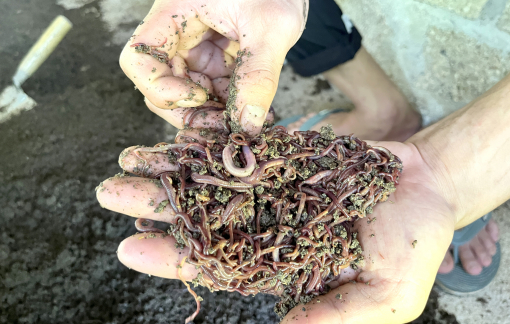 Thu tiền tỉ mỗi năm nhờ... phân heo