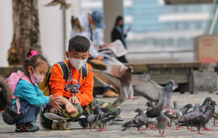 香港：餵鴿子最高可被罰款10萬港元及入獄