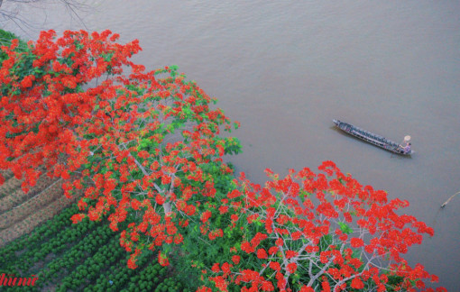 Ngắm màu hoa phượng thắm đẹp mê hồn bên bờ kênh Lấp Vò