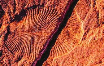 Hãy là những vị khách đầu tiên chiêm ngưỡng các hóa thạch cổ xưa nhất hành tinh