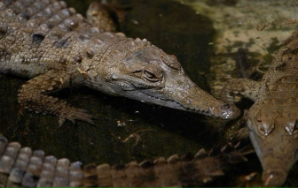 1 người đàn ông bị 40 con cá sấu tấn công đến chết