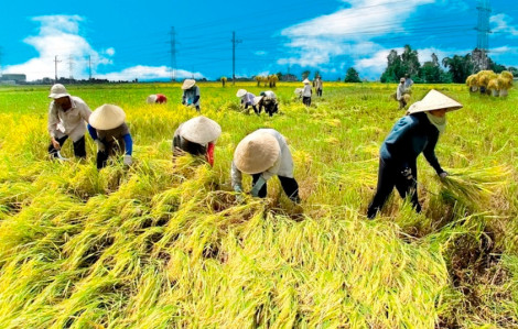 Định vị ngành hàng lúa gạo theo hướng tăng giá trị