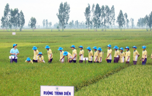Cuộc “cách mạng mới” cho vựa lúa đồng bằng