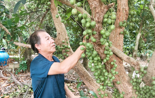 Kỳ vọng về “dải lụa xanh” ven sông Sài Gòn