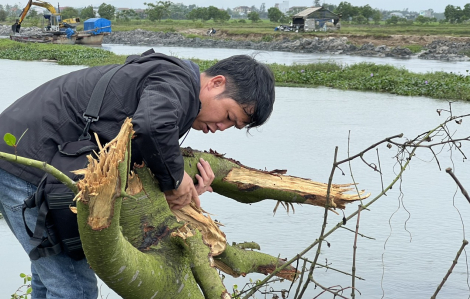 Doanh nghiệp san ủi rừng ngập mặn ven phá Tam Giang được thi công trở lại