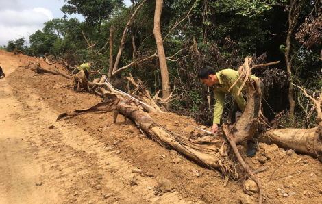 Quảng Ngãi: Kiểm tra vụ phá rừng để mở đường