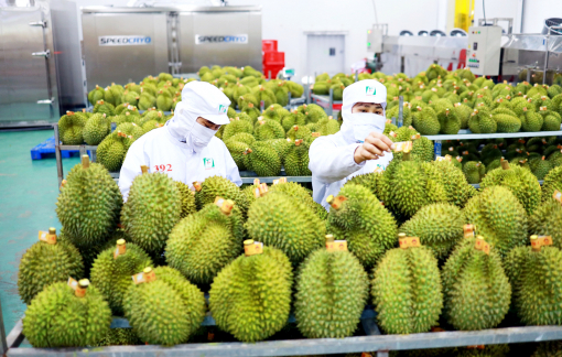 Trung Quốc tiêu thụ mạnh, xuất khẩu sầu riêng tăng hơn 573%