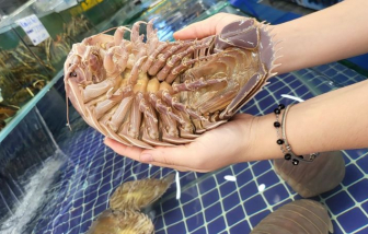 Bọ biển giá rẻ ăn theo "hot trend" món ăn sang chảnh ở Đài Loan