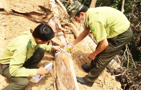 Phó Thủ tướng yêu cầu làm rõ vụ phá rừng tự nhiên ở Quảng Ngãi