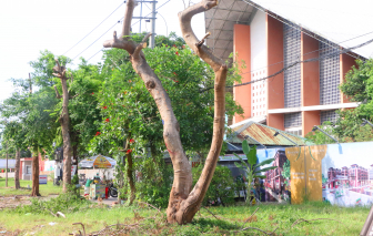 Hàng loạt cây xanh ở thành phố Huế bị cắt trụi là để phục vụ thi công dự án