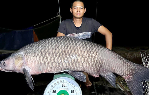 Câu được cá trắm nặng 40kg