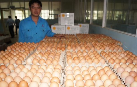 Thương nhân trong nước được phép nhập hơn 805 triệu trứng gia cầm