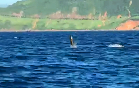 Một đàn cá heo bất ngờ xuất hiện “diễn xiếc” trên mặt nước ở bán đảo Sơn Trà