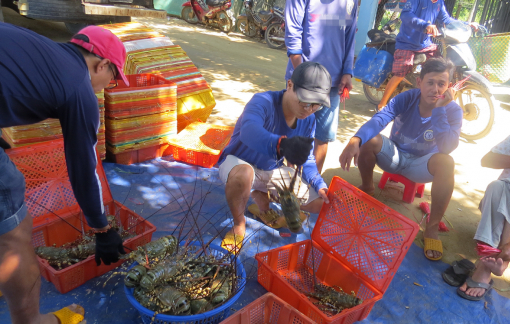 Phú Yên: Tôm hùm chết vì nguồn nước ô nhiễm