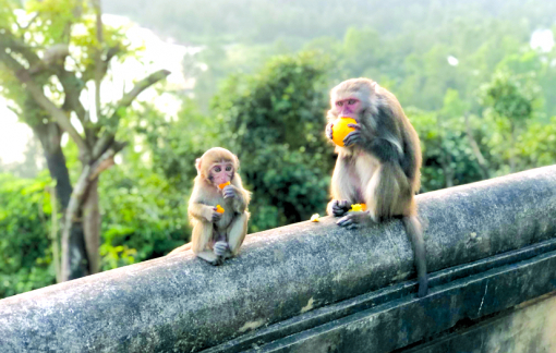 Nơi đẹp nhất ngắm toàn cảnh Đà Nẵng