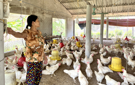 Nghệ An: Chủ trại gà lỗ nặng do chi phí tăng, giá giảm