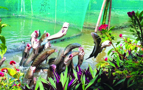 Xiếc cá, ếch ở Cồn Sơn và bài học về làm du lịch