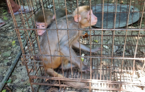 Vận động người dân trả cá thể khỉ vàng cực kỳ quý hiếm về môi trường thiên nhiên
