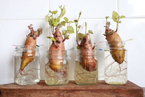 10 cây trồng sẽ phát triển mạnh trong nhà bếp của bạn