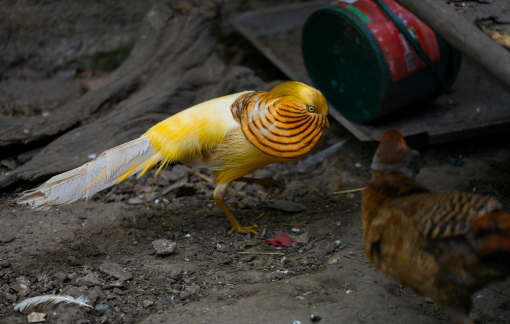 Cúm gia cầm càn quét nhiều loài chim hoang dã ở Trung Quốc