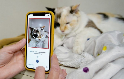 Nhật Bản phát triển ứng dụng phát hiện cơn đau của mèo