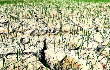 El Nino đe dọa đời sống nông dân miền Trung