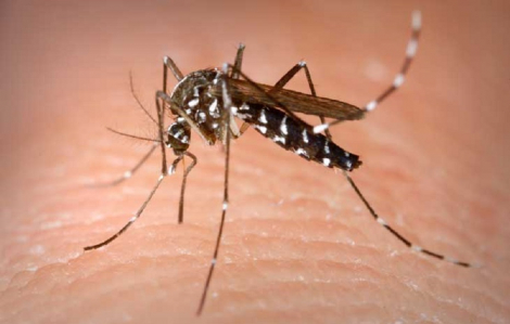 Một cháu bé ở Đắk Lắk tử vong do bệnh sốt xuất huyết Dengue
