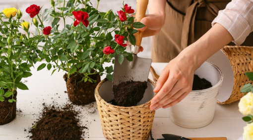 Cách trồng hoa hồng trong chậu cho hoa tươi đẹp như nhà vườn