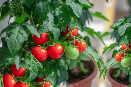 12 mẹo để trồng thành công cà chua trong chậu