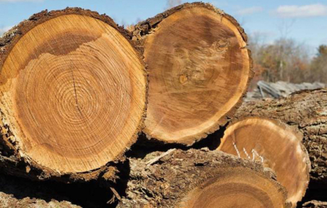 Xác minh vụ phá rừng gần 40m3 gỗ